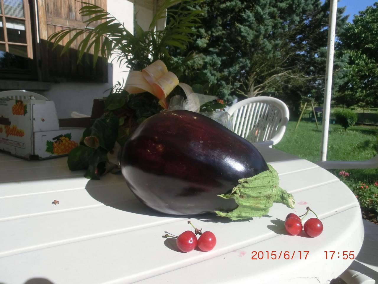 11 Aubergine du jardin