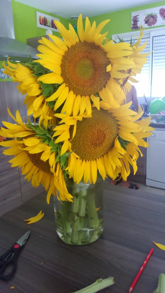 13 Tournesol en vase