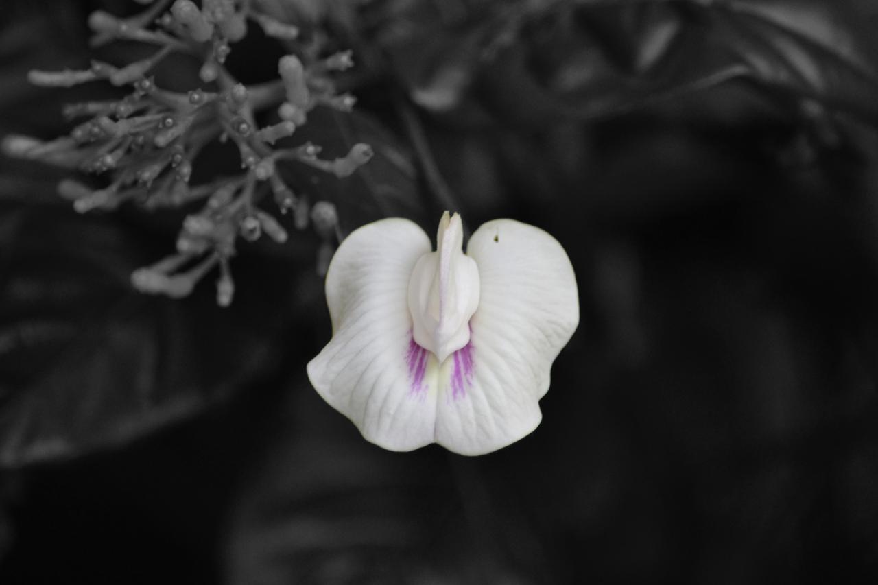 14 L'orchidée papillon