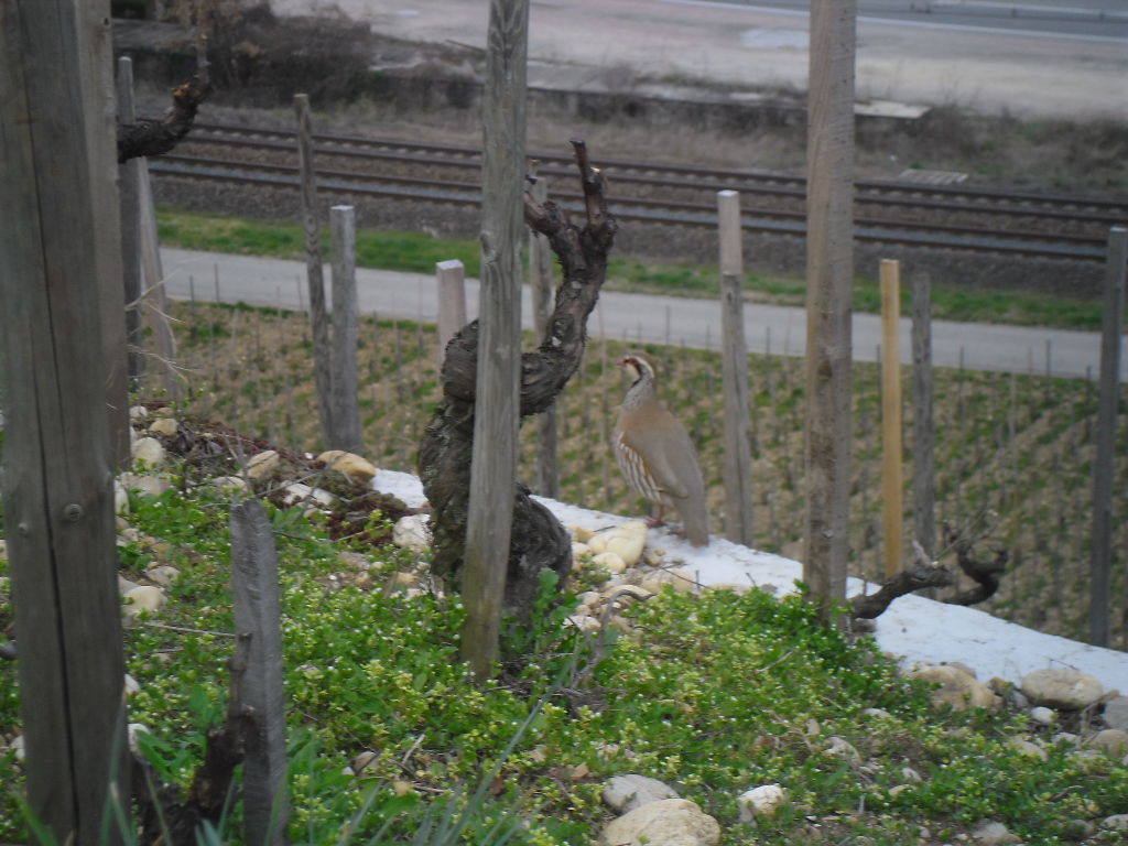 14 Promenade dans les vignes de Tain l'Hermitage