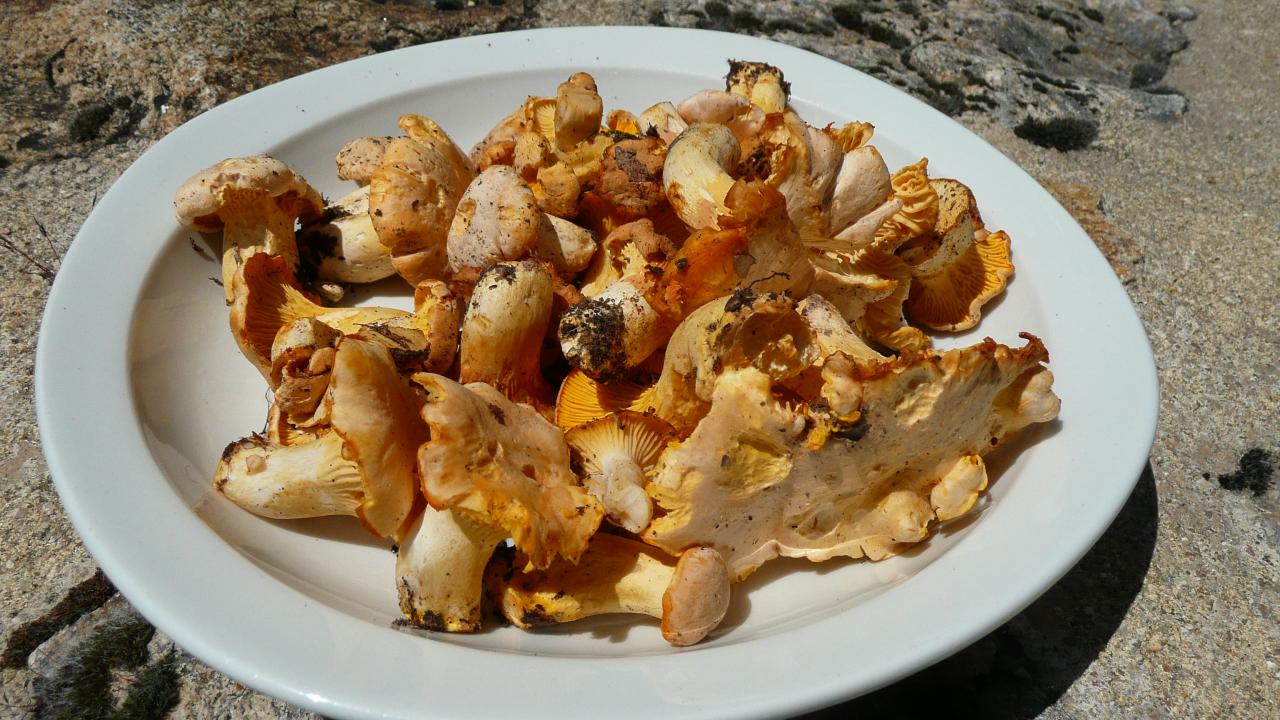 18 Girolles