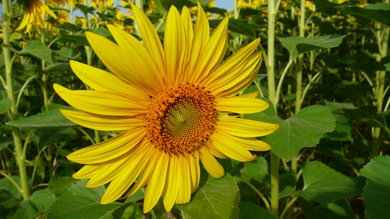 19 Champ de tournesol