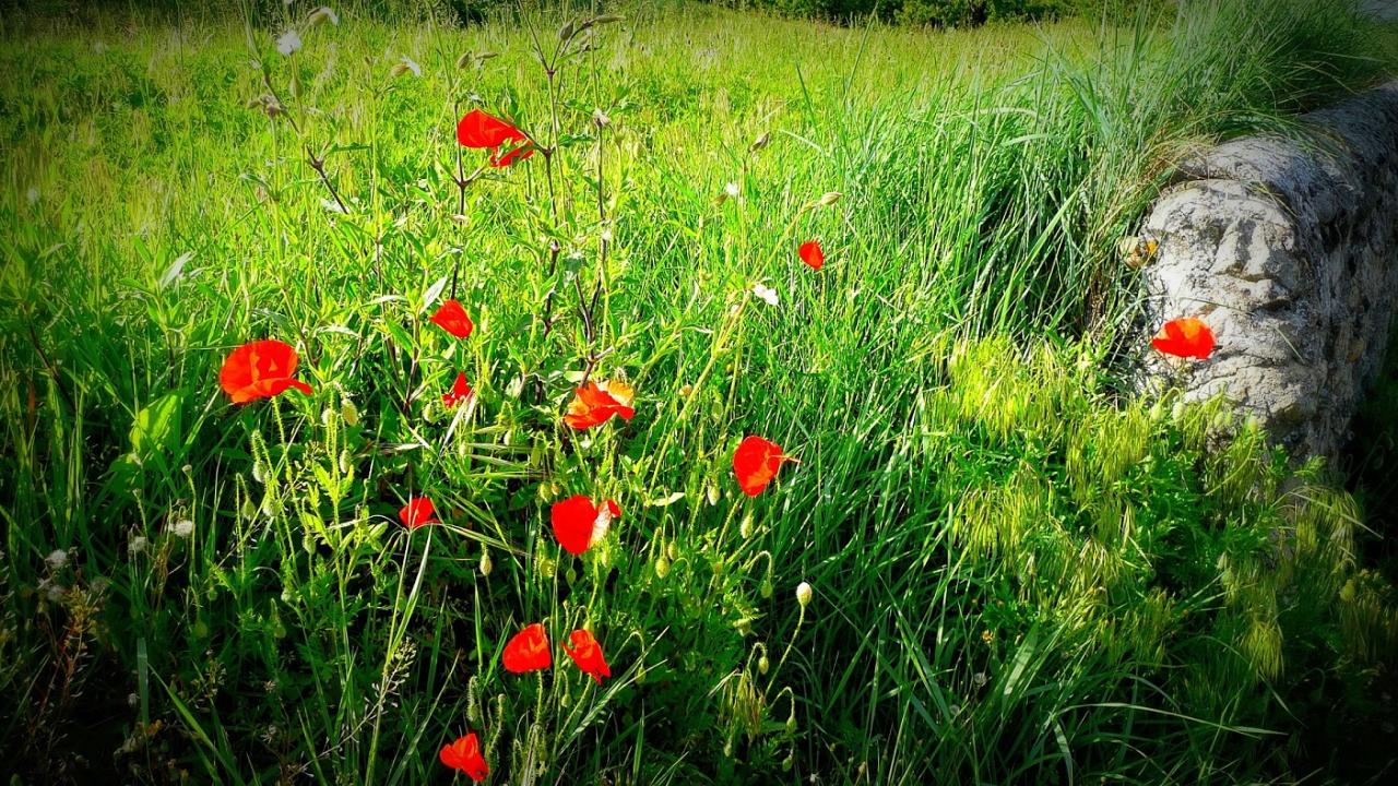 20 Champs de coquelicots à St Desirat