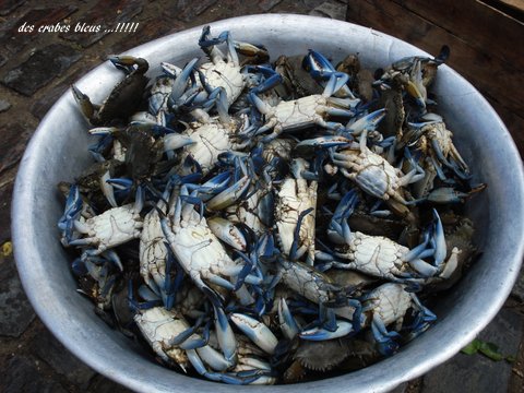 22 Crabes bleus