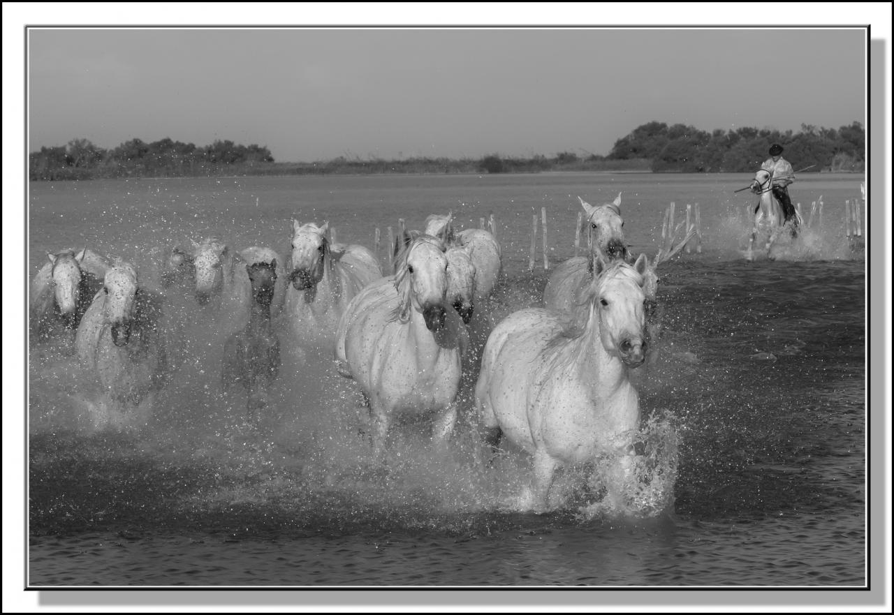 29 Galop dans les Marais