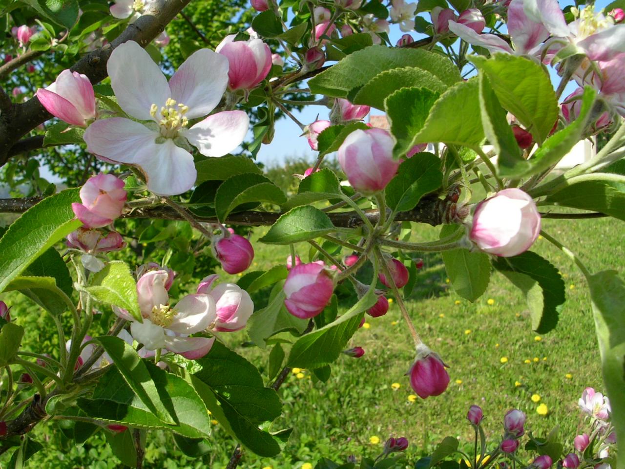 39 Pommier en fleur 