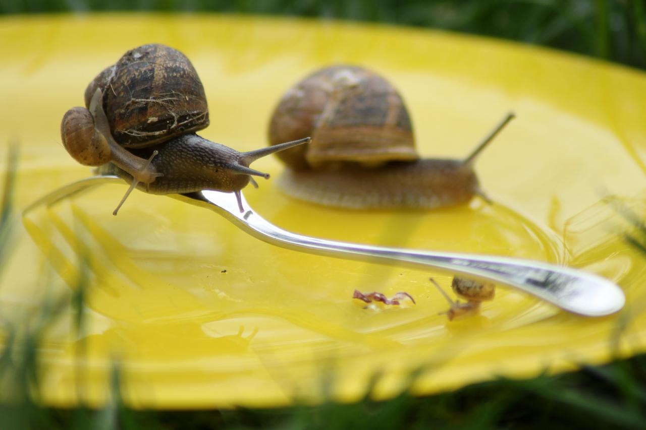 2ème place 5 Escargots