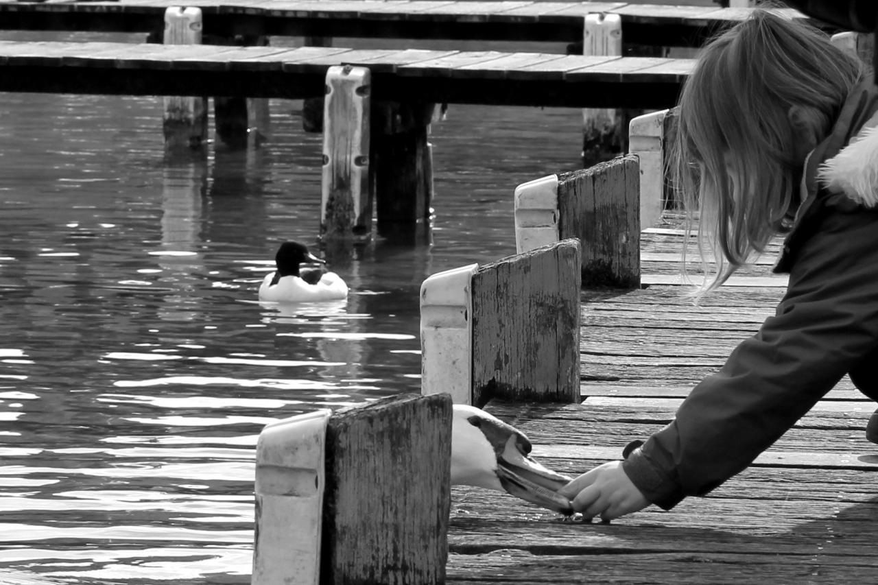 5 La petite fille et le cygne